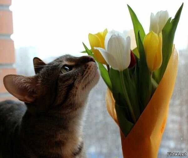 Запах тюльпанов