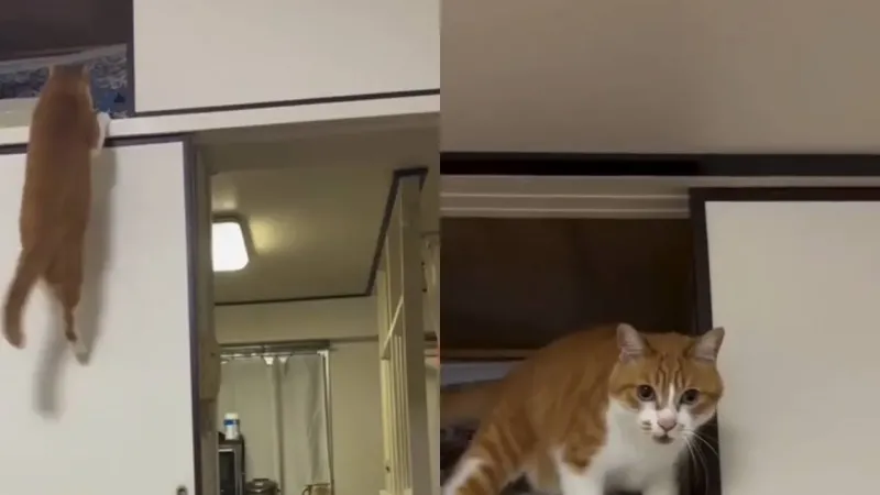 Кот не может спуститься со шкафа без помощи хозяина