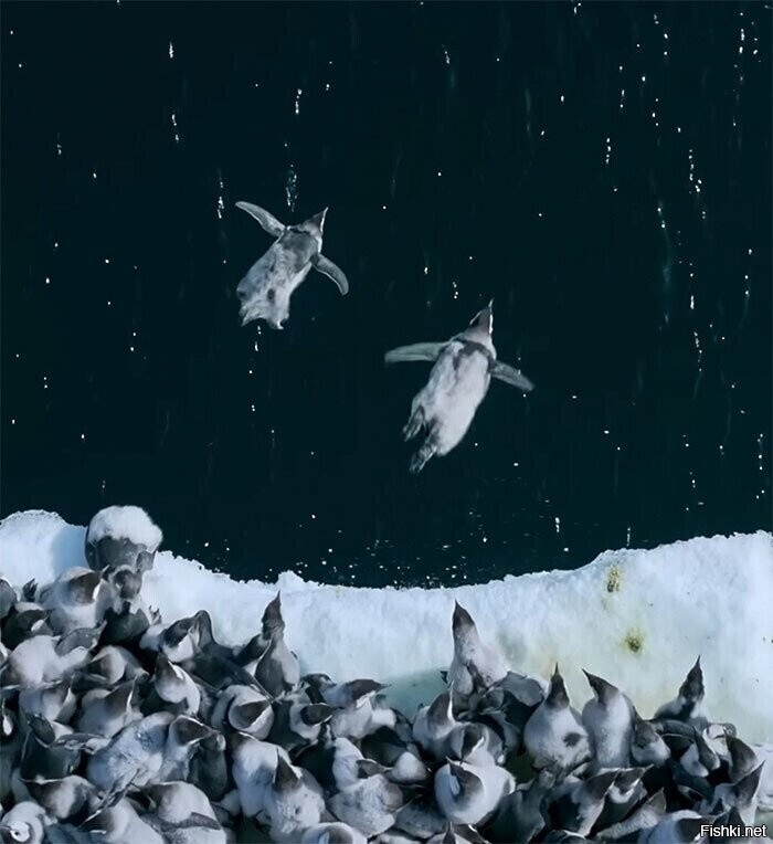 А пингвины - летают