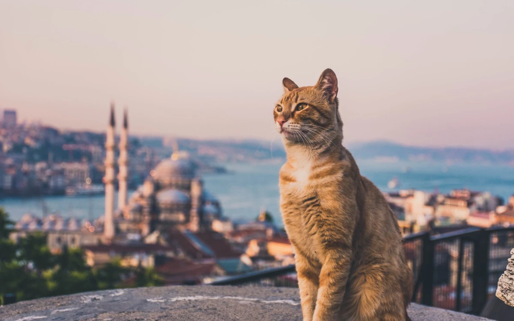 Почему в Турции так много кошек