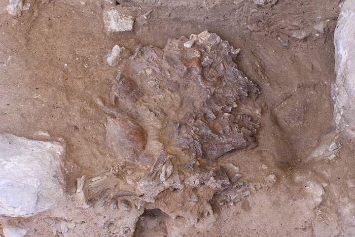 Учёные воссоздали облик неандертальской женщины по черепу