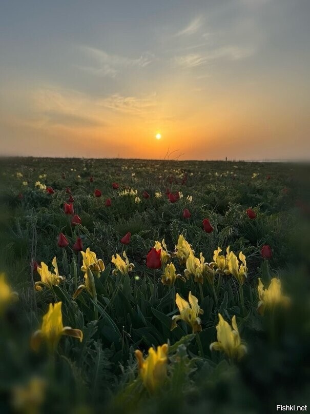 Краснокнижные тюльпаны Шренка и ирисы в степях Калмыкии