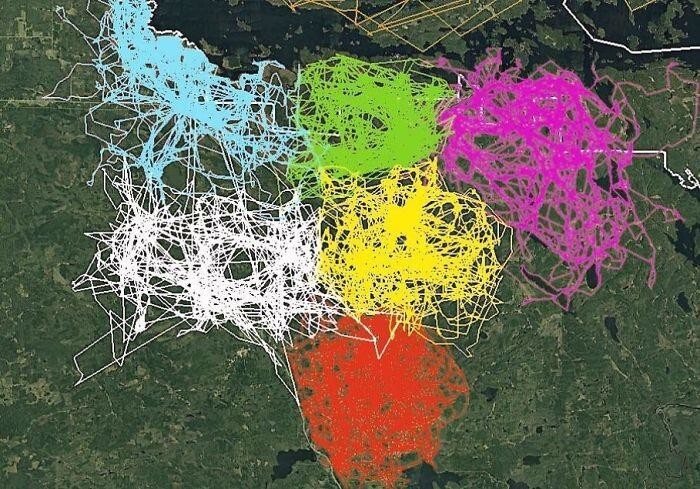 1. Эта карта показывает GPS-отслеживание нескольких волков из шести разных стай в Национальном парке Вояджерс, США. Она демонстрирует, насколько волки из разных стай избегают друг друга
