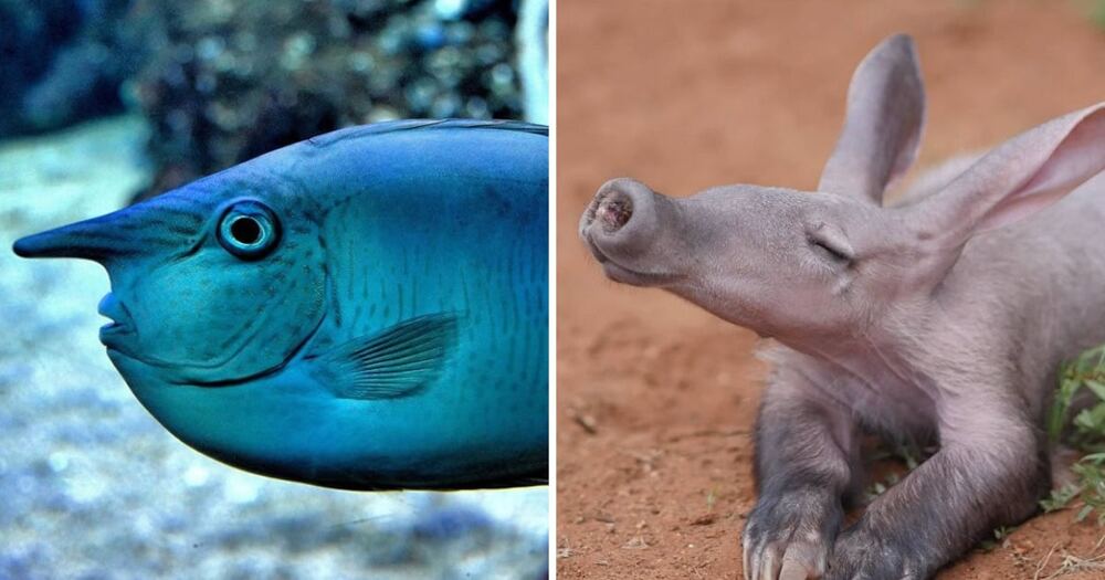 13 животных со странными носами, которые были подарены природой не просто так