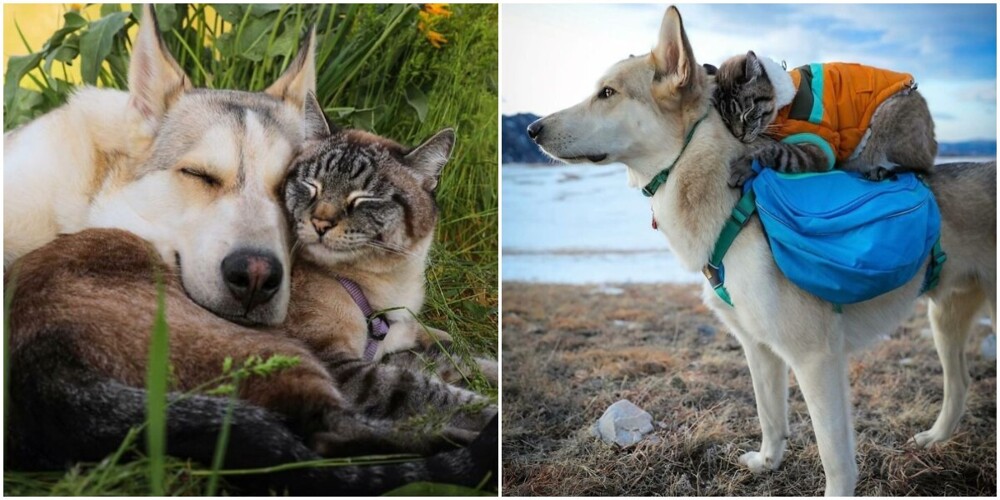 Пёс и кот путешествуют вместе с хозяевами