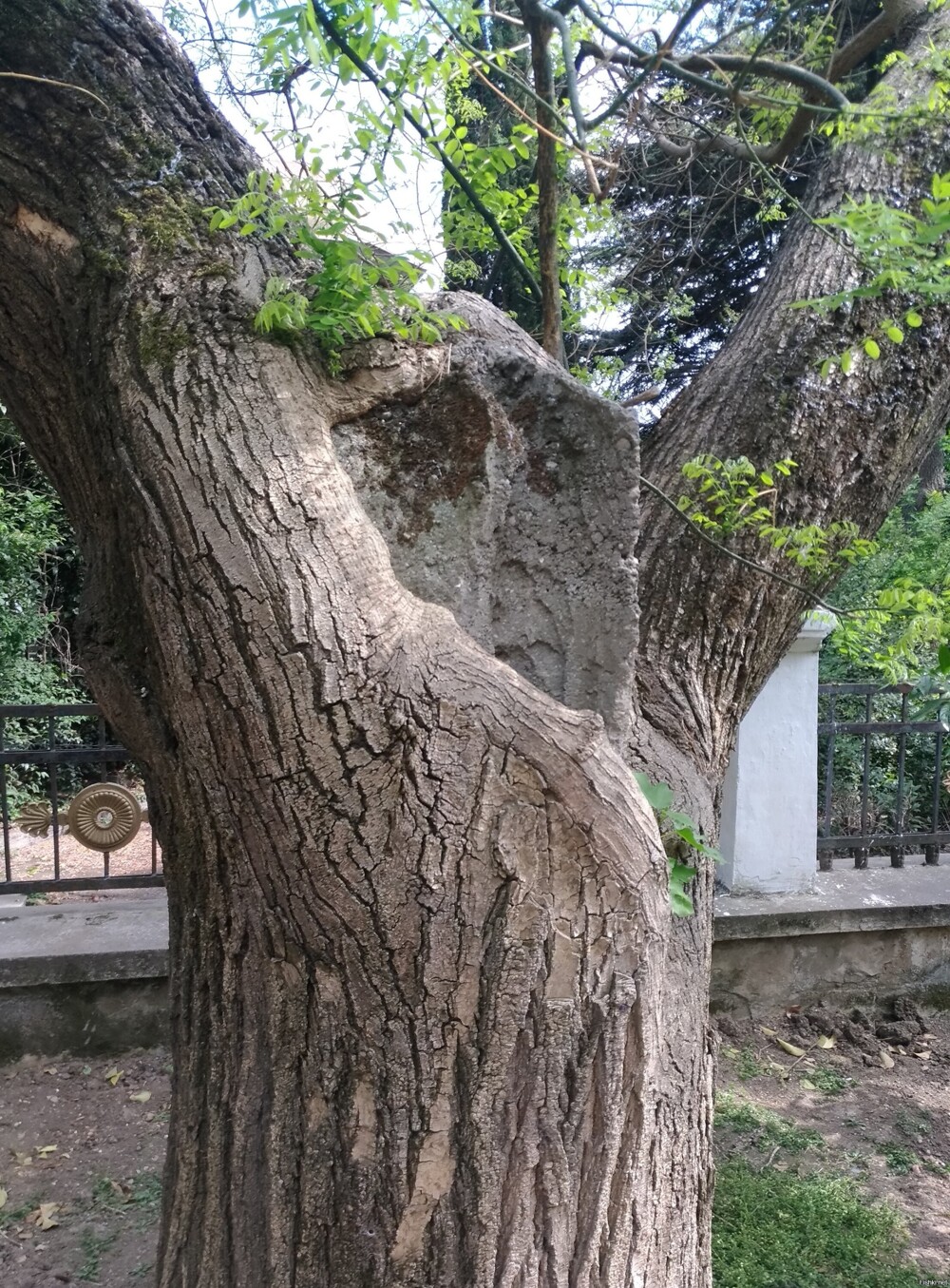 Дерево в Ялте, находится на улице Чехова