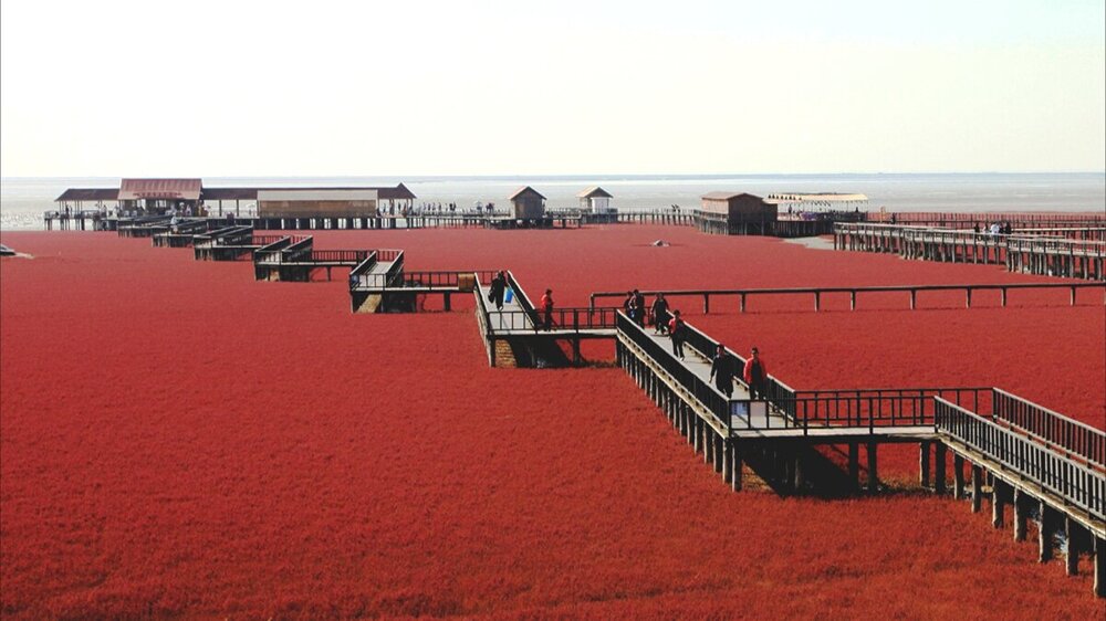 Красный пляж в Китае: загорать нельзя, можно только любоваться