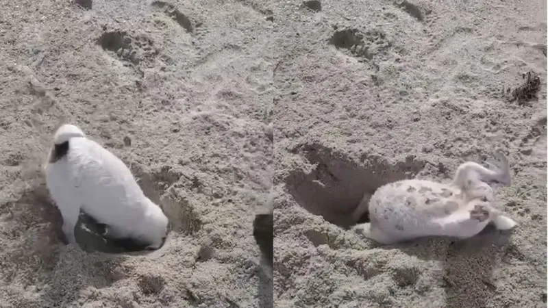 Пёс  увлечённо копает яму на пляже