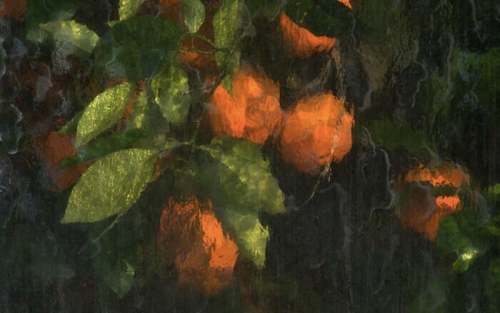 12. Апельсины, сфотографированные через стекло теплицы
