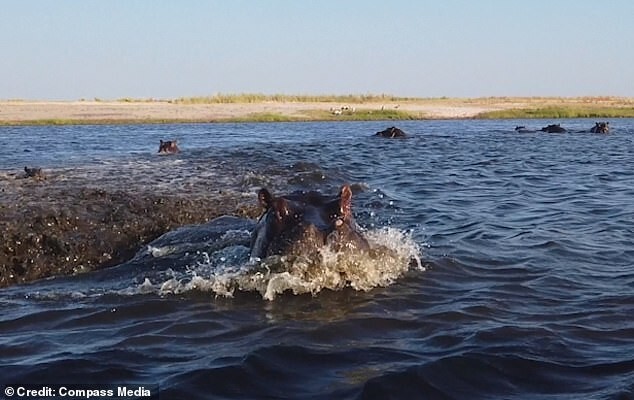 В Намибии бегемот напал на лодку с туристами