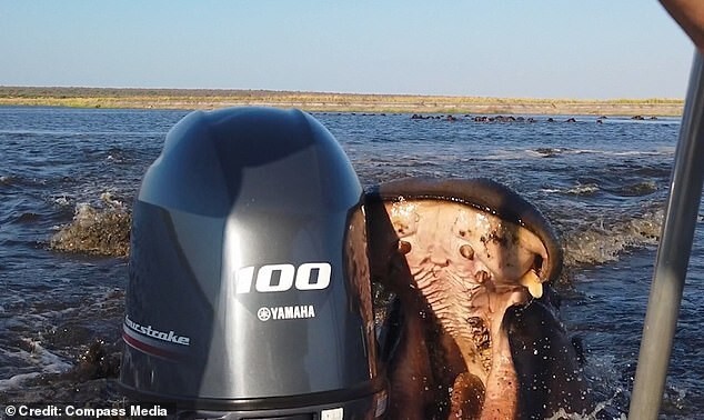 В Намибии бегемот напал на лодку с туристами