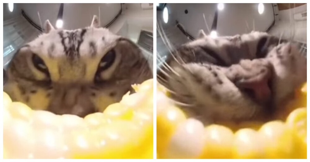 Хрум: кот с большим аппетитом ест кукурузу