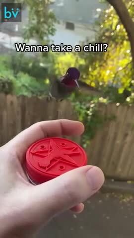 Кормление колибри 