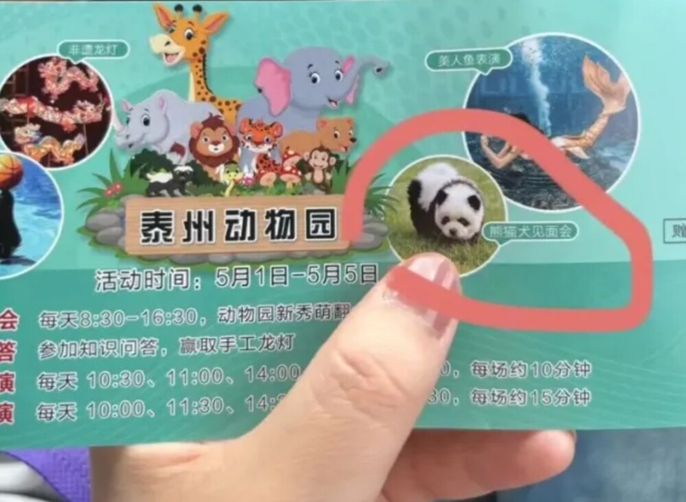 Китайский зоопарк перекрасил собак и пригласил посетителей посмотреть на “новый вид панд”