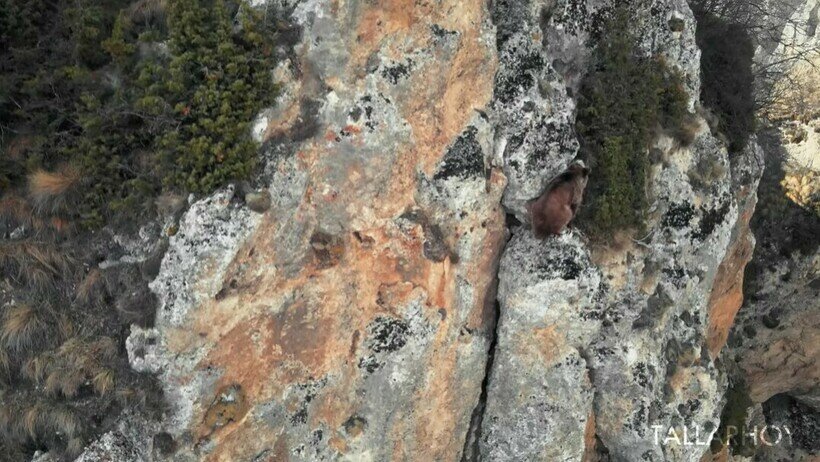 Медведь-альпинист  ловко забирается по скалам