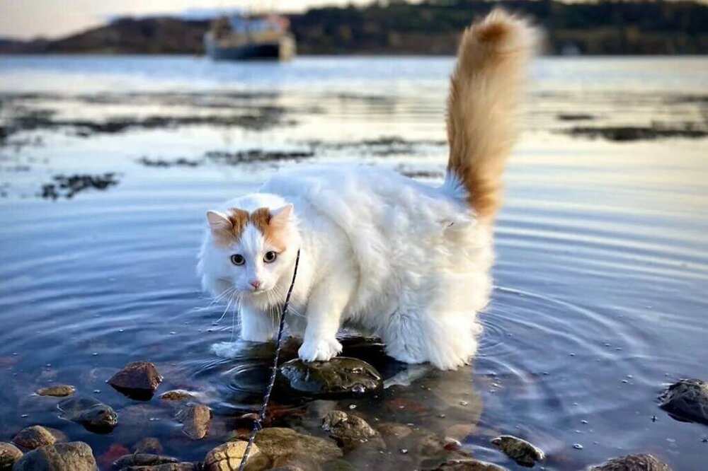 Турецкий ван: кошки, которые обожают воду