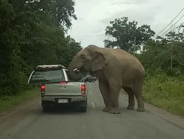 Неистовая ярость: слоны мстят людям