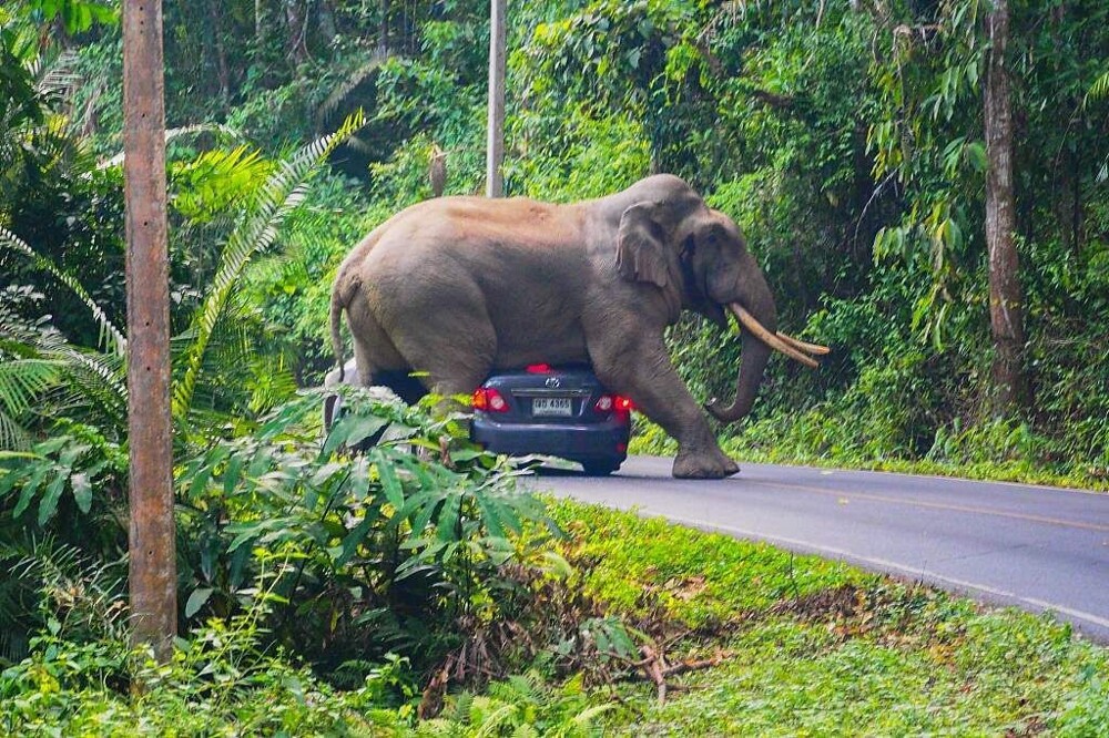 Неистовая ярость: слоны мстят людям