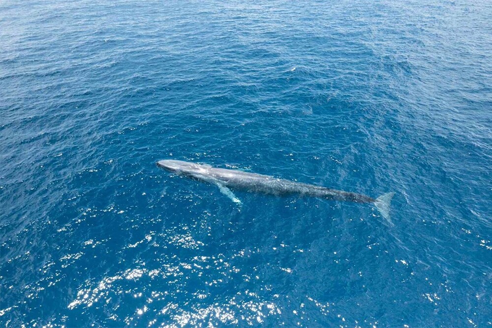 Синие киты вернулись к берегам Сейшельских островов