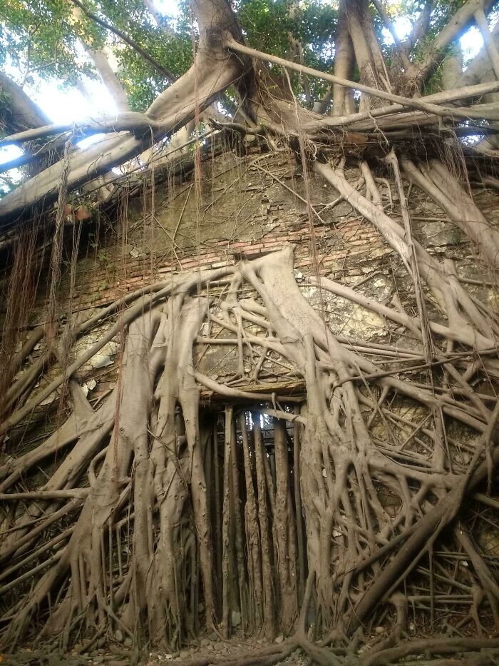 16. Дом, разрушенный столетним баньяновым деревом