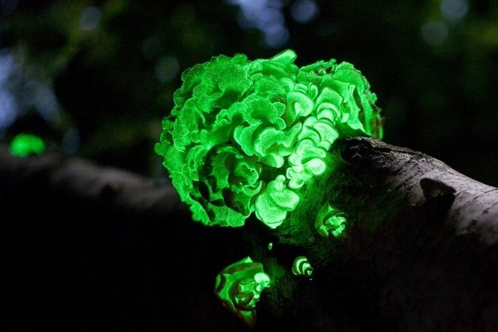 18. Гриб, излучающий зеленый свет посредством биолюминесценции