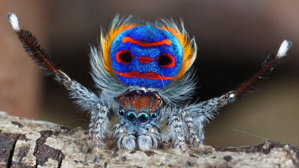14. Паук Maratus speciosus - австралийский вид пауков-прыгунов