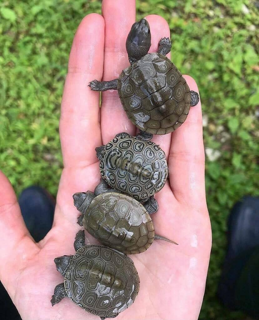 Малыши бугорчатой черепахи имеют индивидуальные узоры на своих панцирях