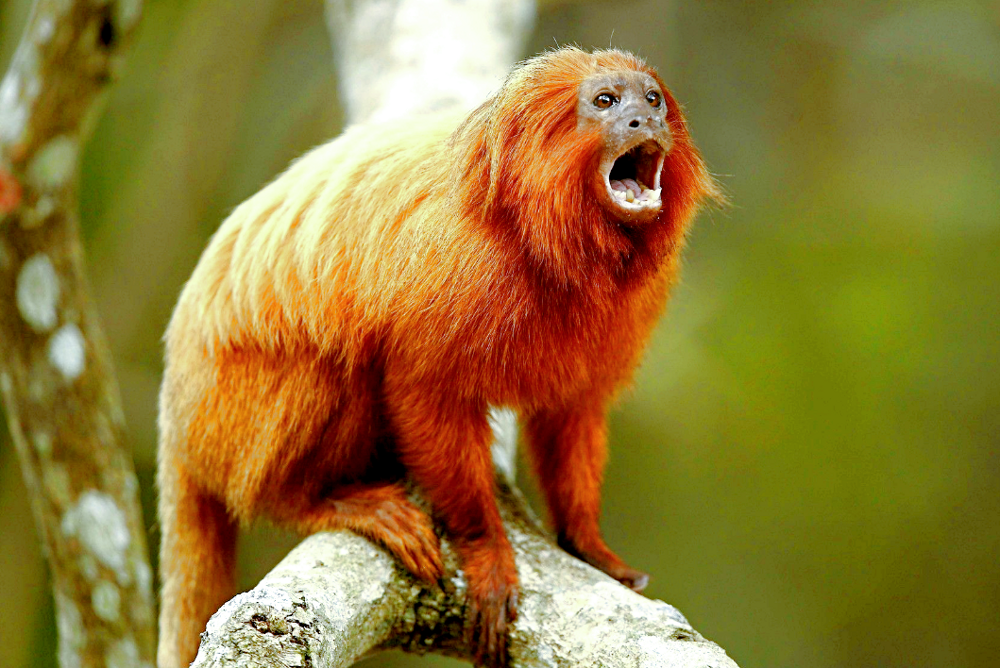В джунглях Бразилии живёт очень редкая обезьяна-лев, которая пугает своим рыком  непрошенных гостей