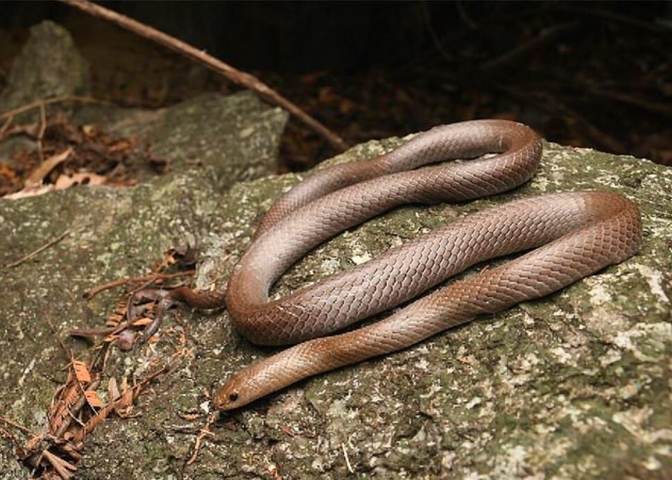 В Таиланде нашли уникальный вид змей