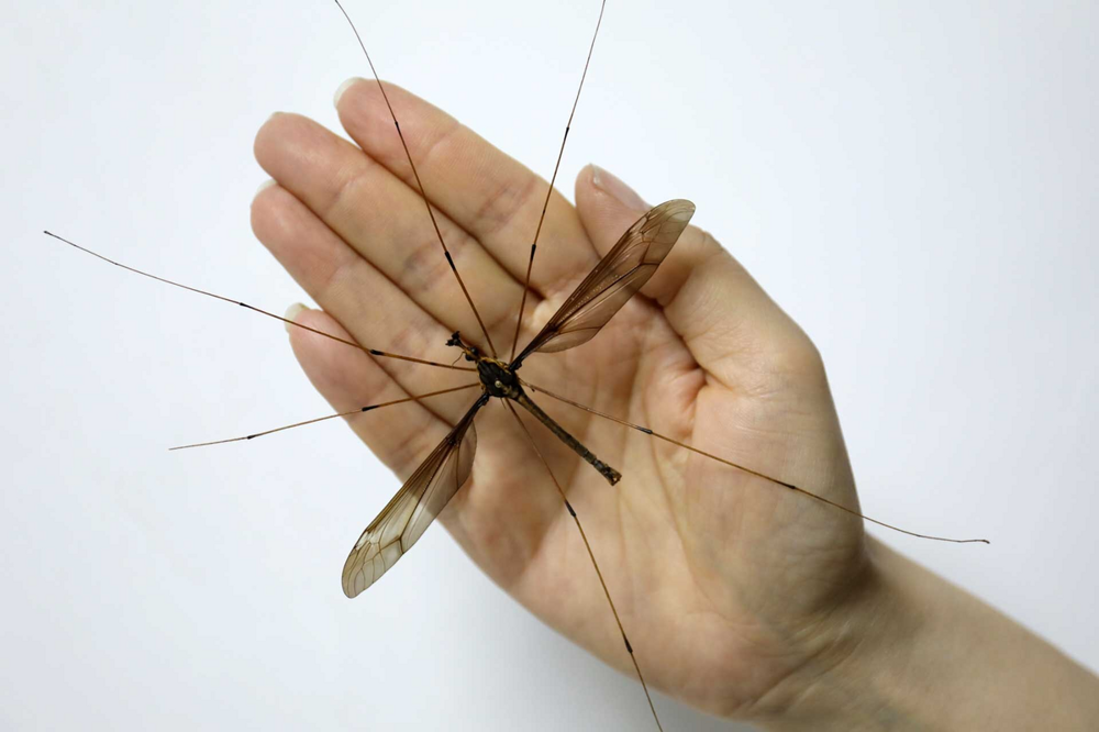 Какие разновидности комаров можно встретить летом?