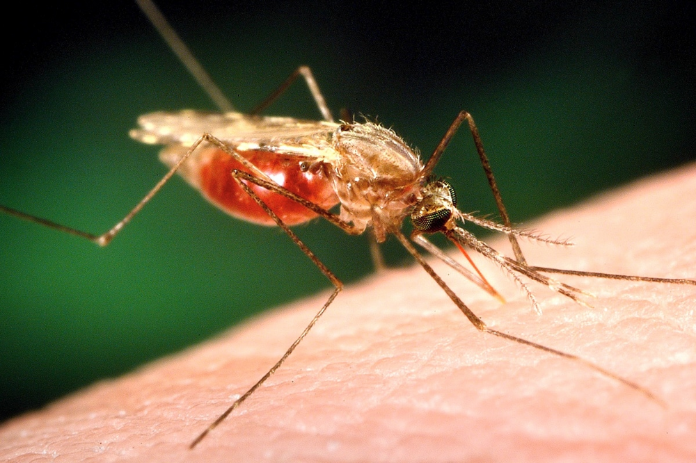 Какие разновидности комаров можно встретить летом?
