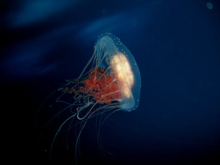 3. Turritopsis dohrnii - это бессмертный вид медуз