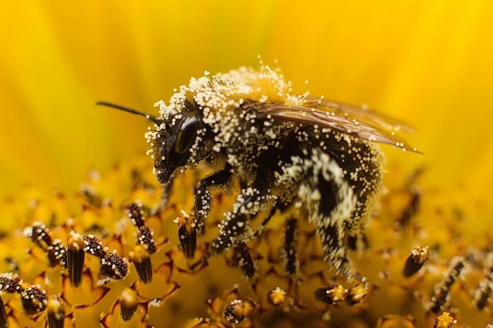 Пчелы осмии — друзья и помощники дачника