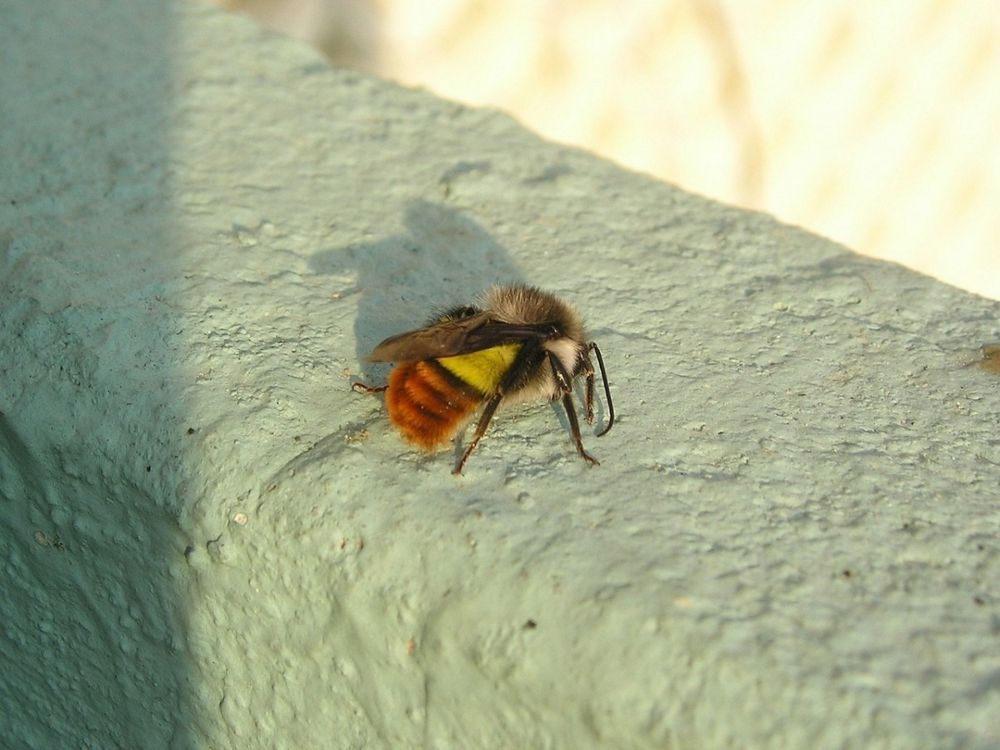 Пчелы осмии — друзья и помощники дачника