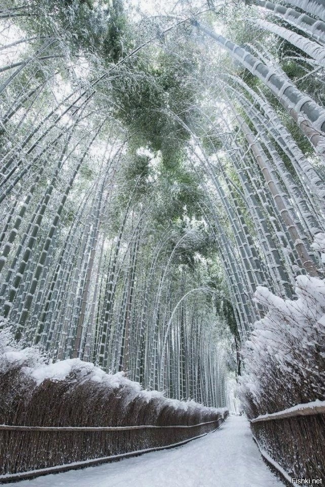 Бамбуковый лес в снегу – это что-то новенькое