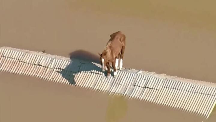 В Бразилии спасли лошадь, застрявшую на крыше дома из-за наводнения 