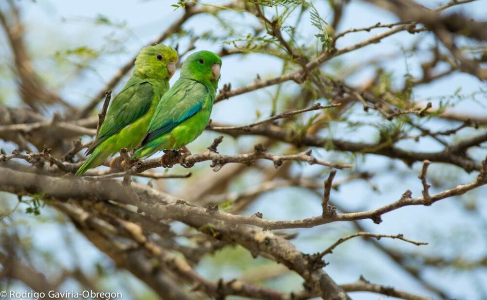 Биологи выяснили причины, по которым попугаи уничтожают или усыновляют чужих птенцов