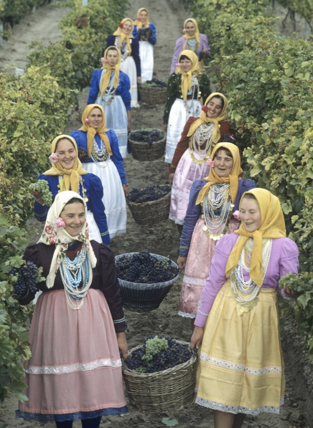 5. Сбор винограда в Молдавской ССР, 1982 год