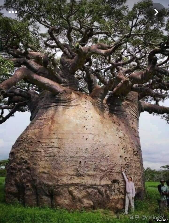Баобаб - эндемик Мадагаскара, дерево в стволе которого может вместиться до 12...