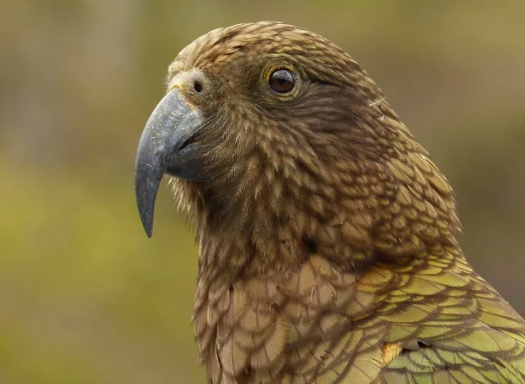 Хищный попугай с большой дороги: почему новозеландские фермеры ненавидят кеа