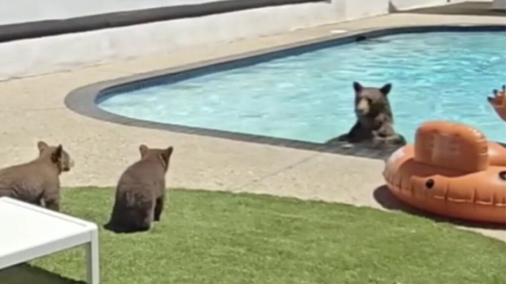 Медведица привела своих медвежат купаться в бассейне чужого дома