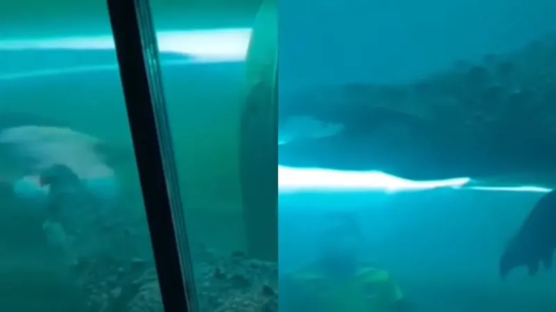 Подводный туннель с крокодилами