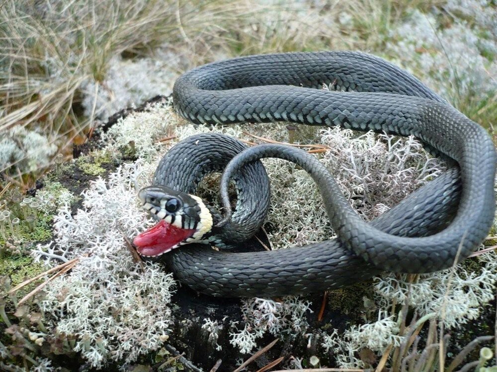 Обыкновенный уж: самая адекватная змея, которую не стоит бояться вообще