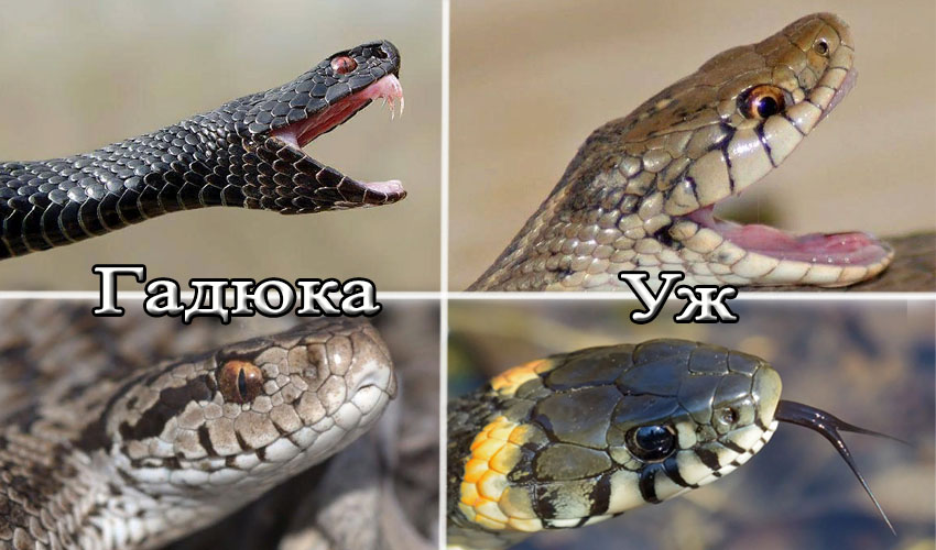 Обыкновенный уж: самая адекватная змея, которую не стоит бояться вообще