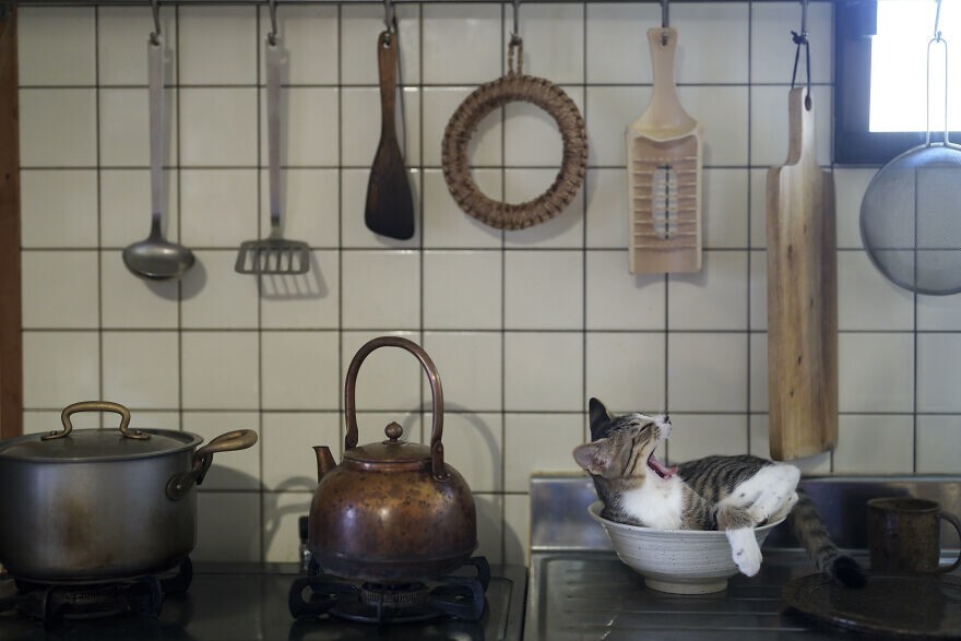 12. "Котёнок на кухне". Фото: Ацуюки Осимо