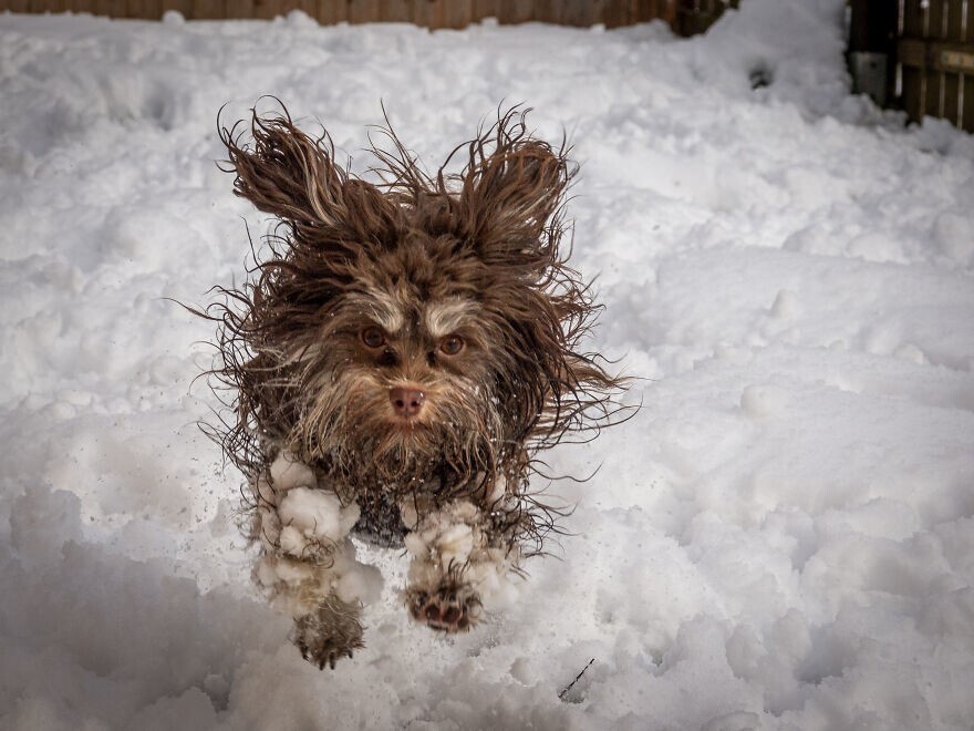 18. "Холод собачий". Фото: Таммо Зелле