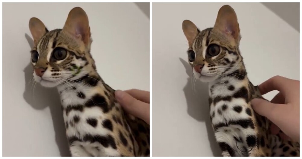 Очаровательная азиатская леопардовая кошка