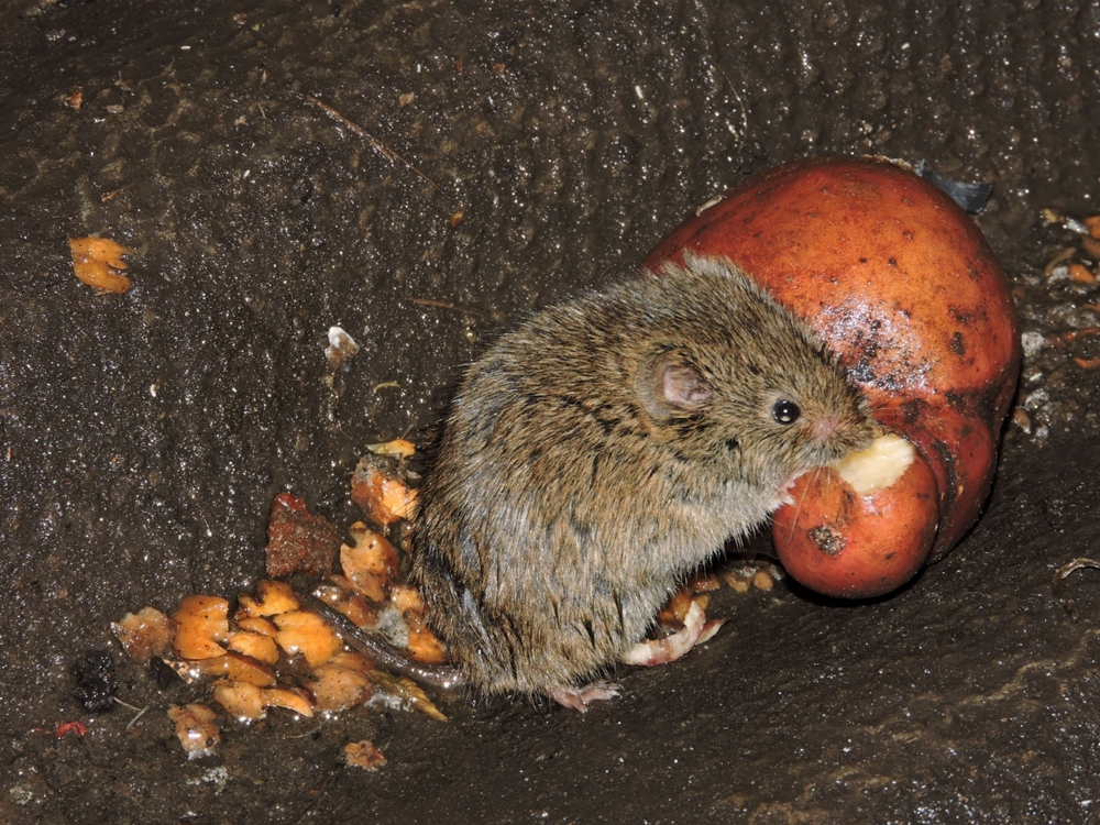 Мышь-полёвка: не имеет никакого отношения к мышам. Кто же это тогда?