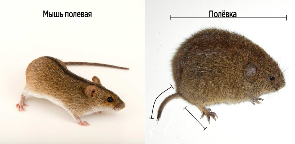 Мышь-полёвка: не имеет никакого отношения к мышам. Кто же это тогда?