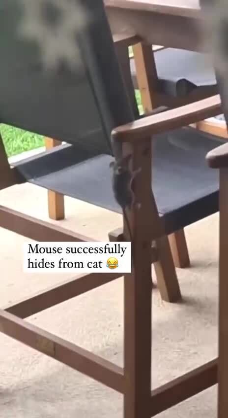 А где же мышка 